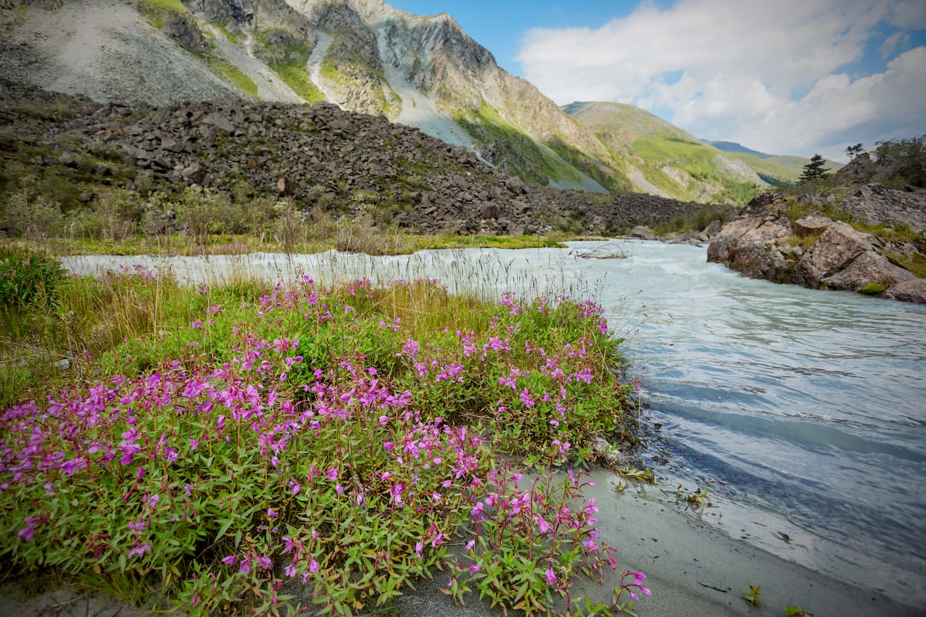 Blooming sally on the bank of Akkem river in Belukha Nature Park