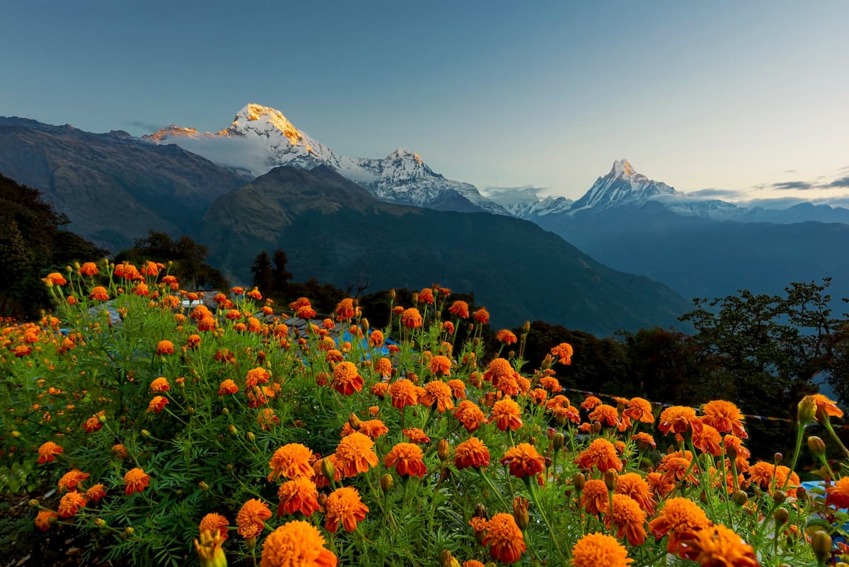 Flowers, Annapurna, Himalayas mountain range
