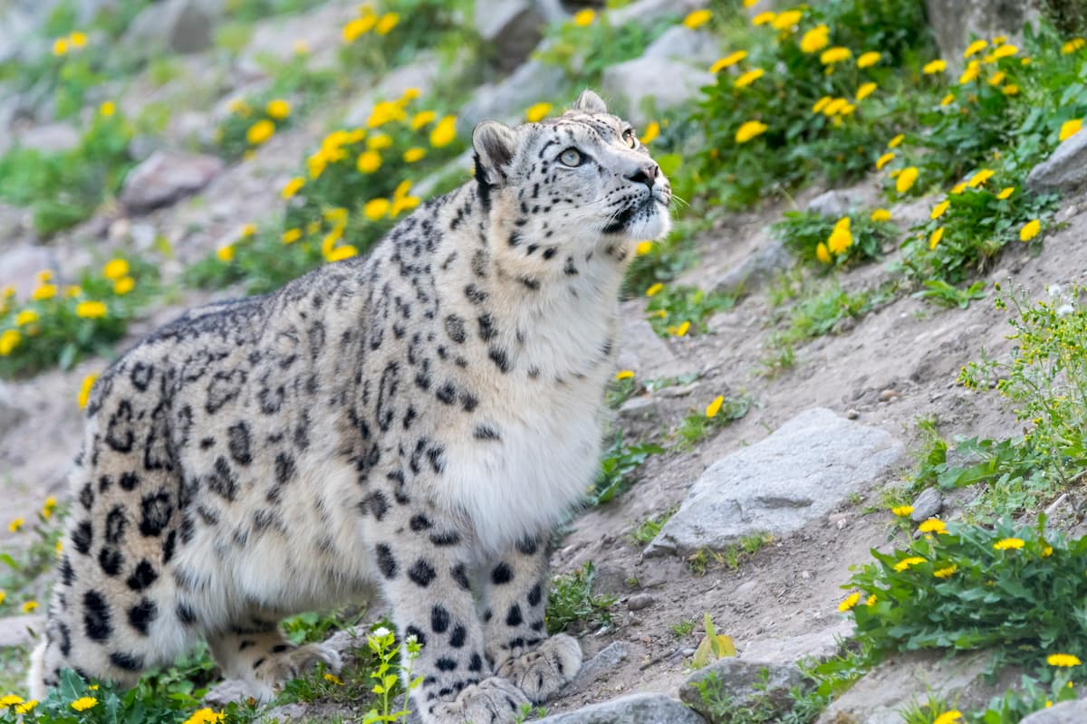 White snow leopard or Irbis, Himalayas mountain range