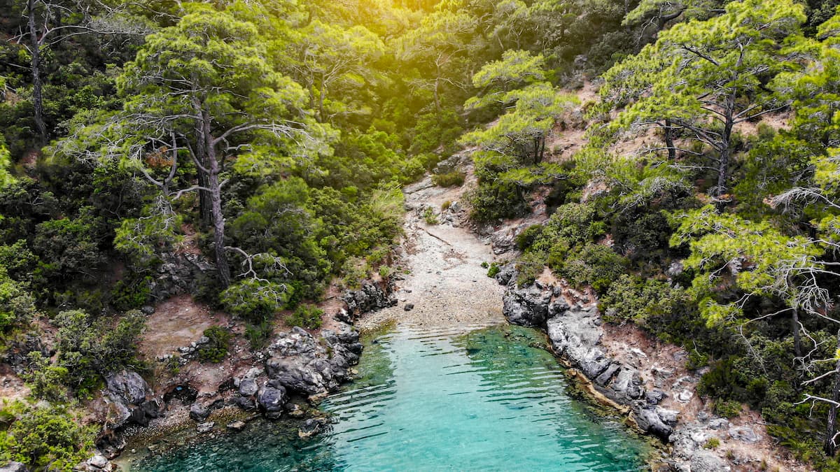 Juniper trees, Turkey