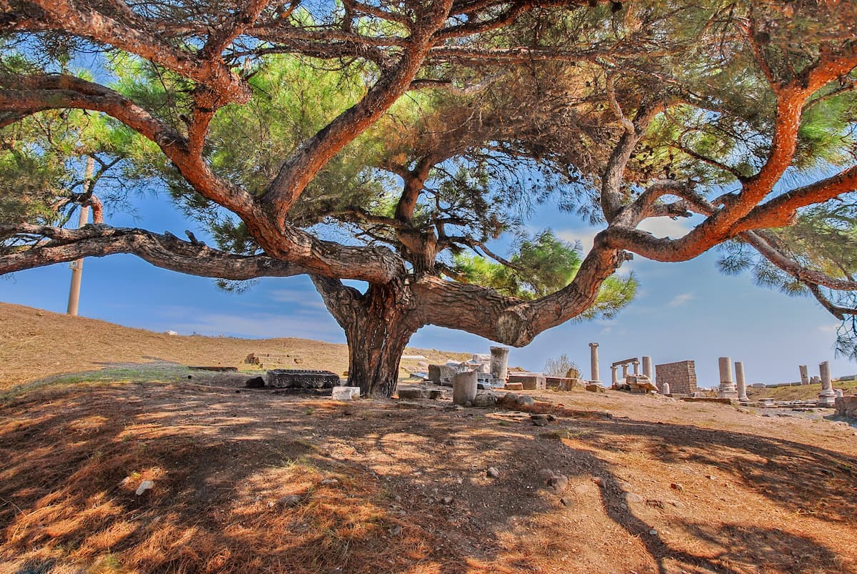 Old Oak, sacred tree of Zeus in Pergamum, Turkey