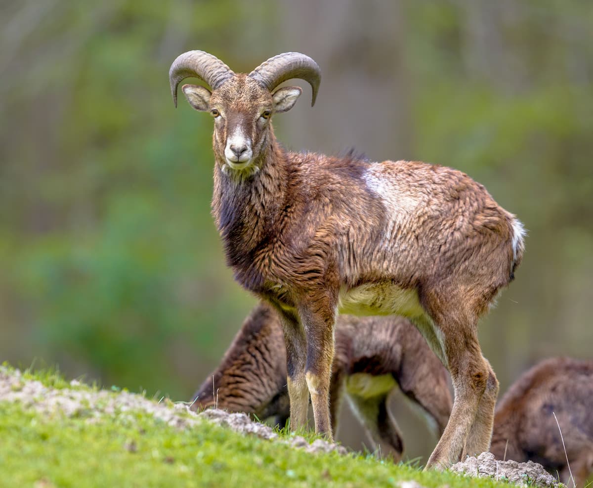 mouflon, Turkey