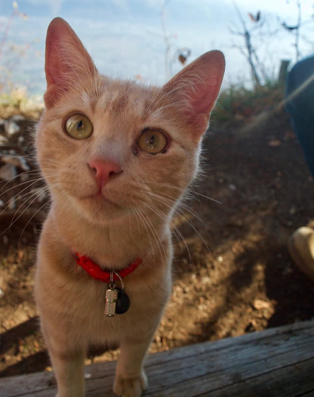 Alpine Cat
