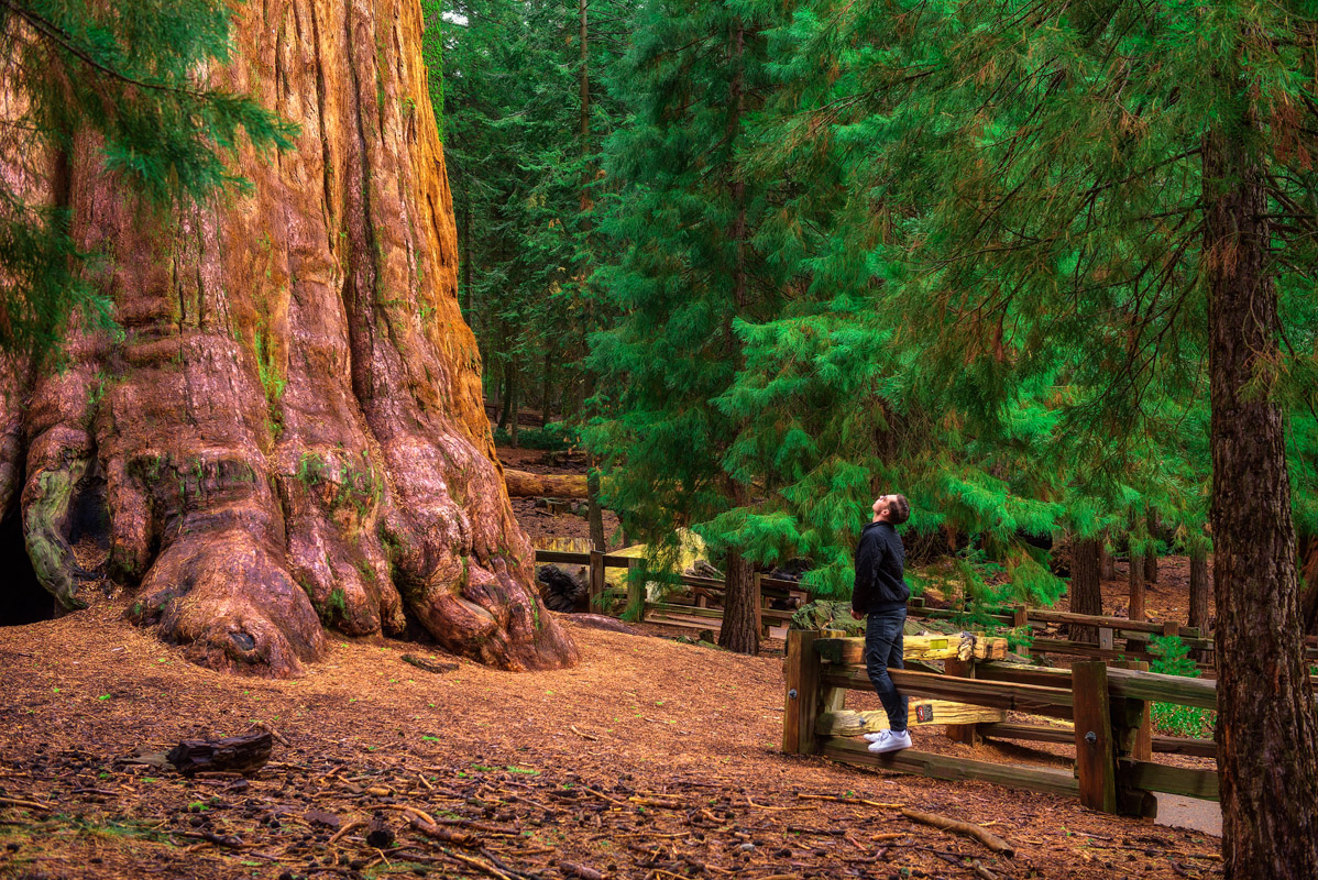 Sequoia National Park, California