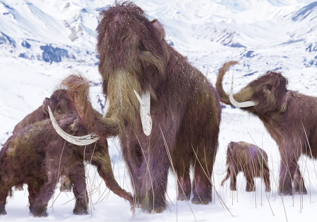 Mammoth Family. The ice Age