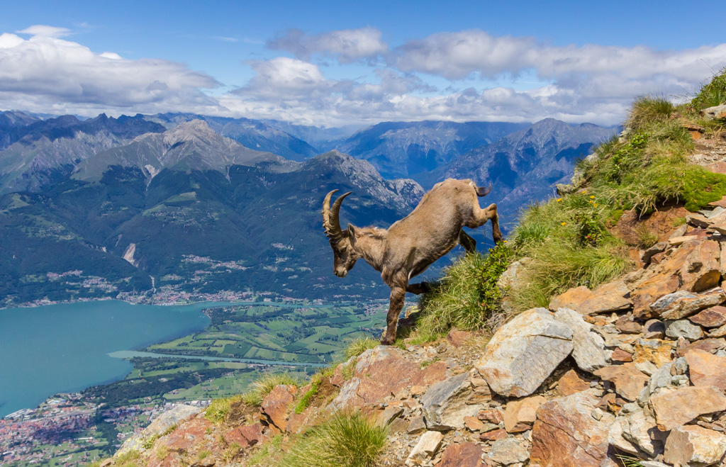 Alpine ibex, Italy