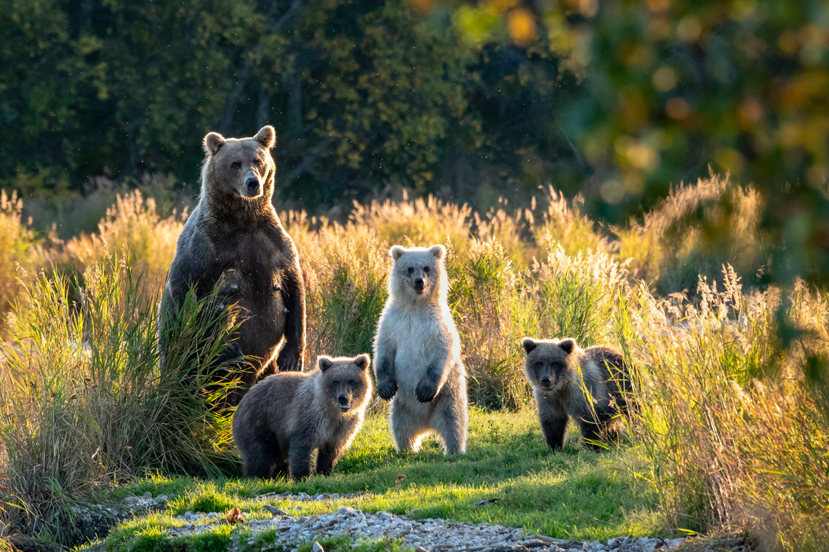 Katmai National Park, Alaska