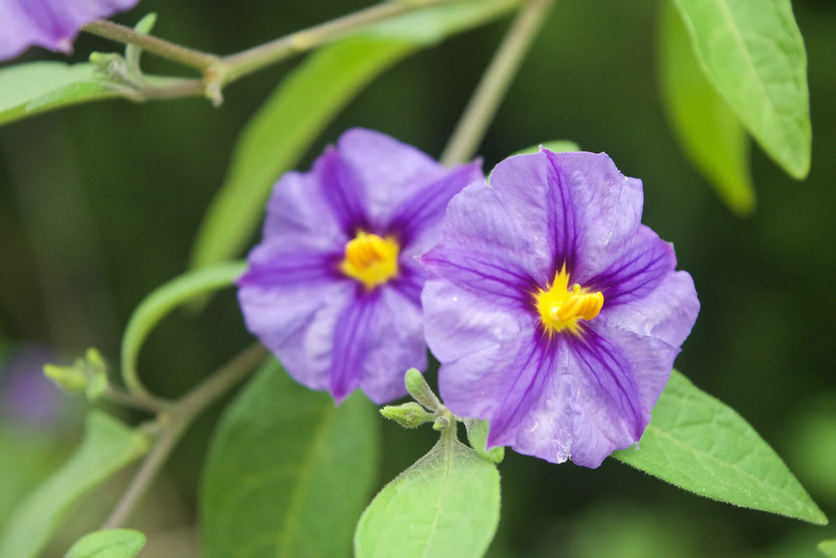 Flowers of Provence