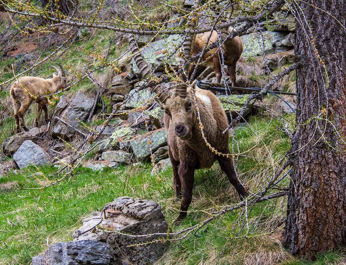 Pyrenees Fauna