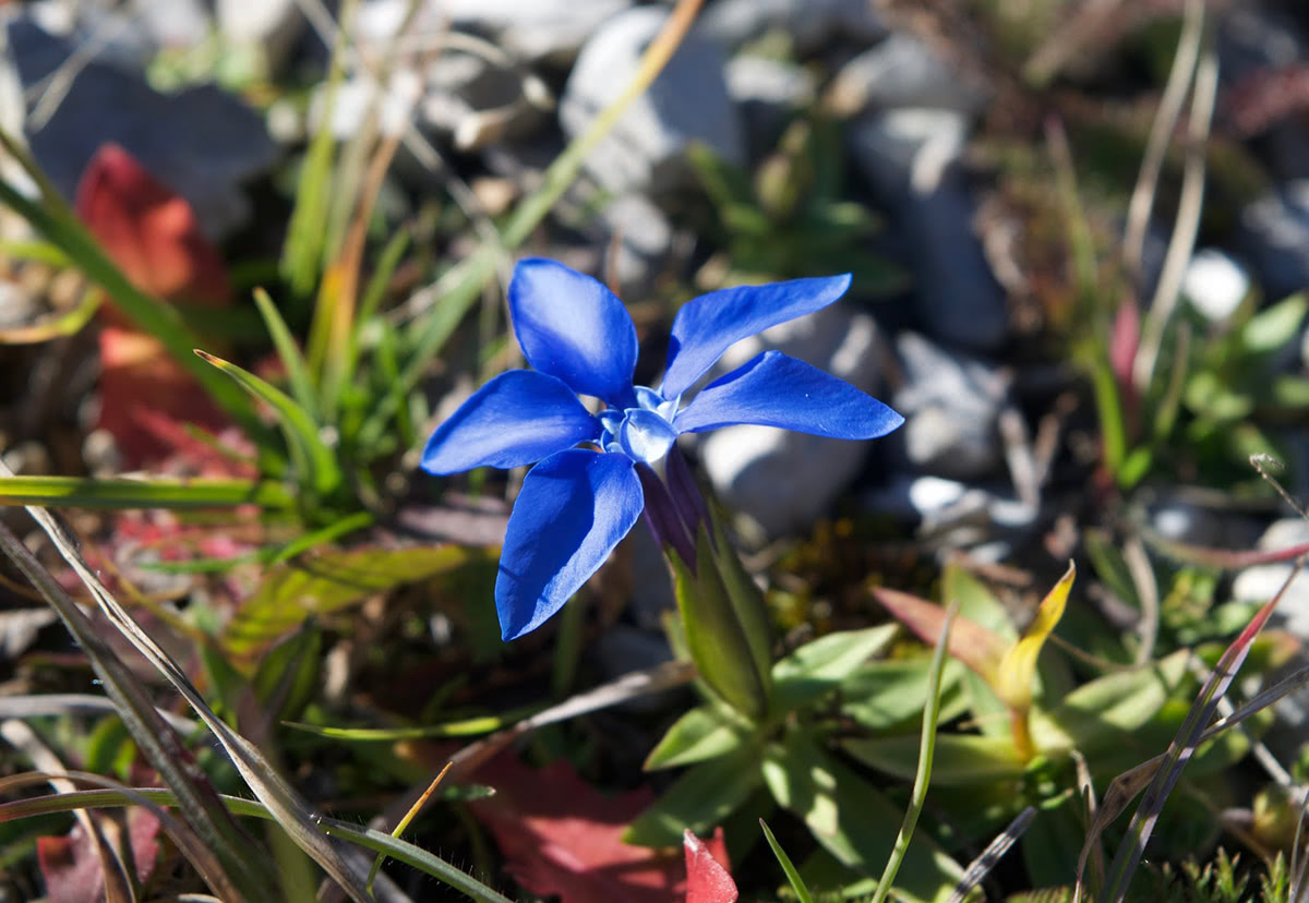 Spring Gentian flower
