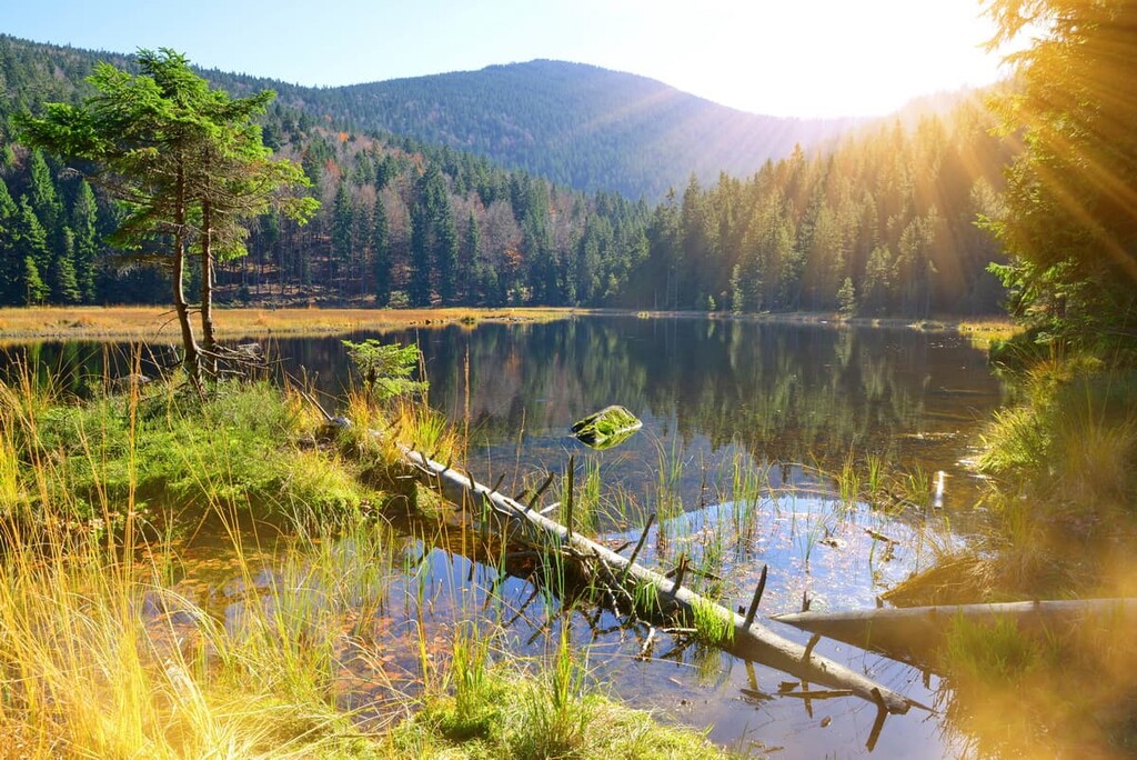 Bavarian Forest National Park, Germany