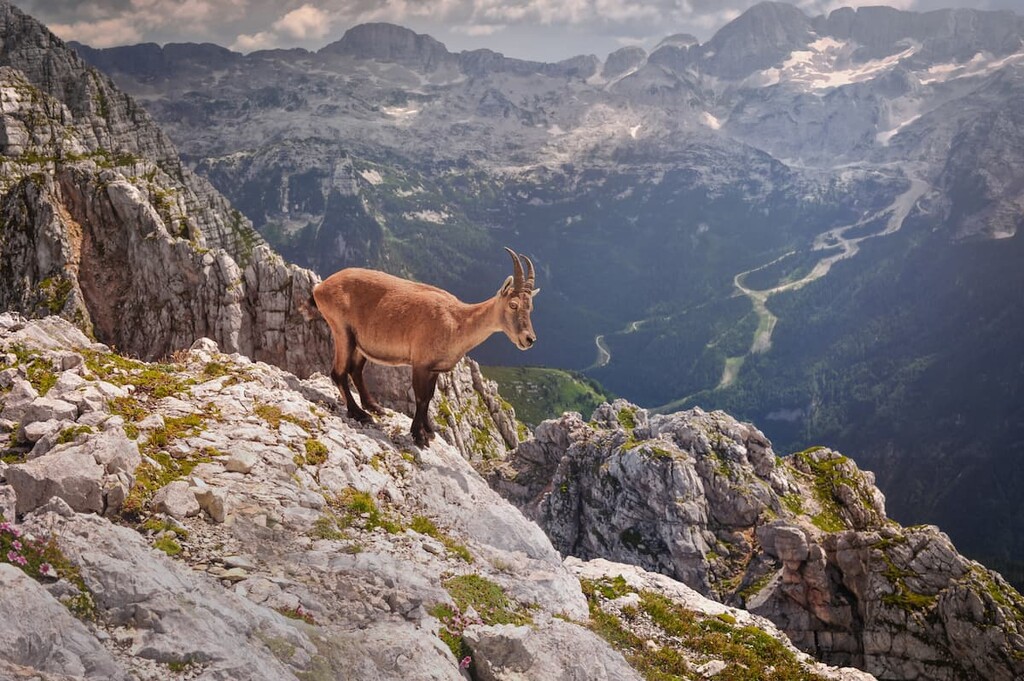 mountain goat, Dolomites 