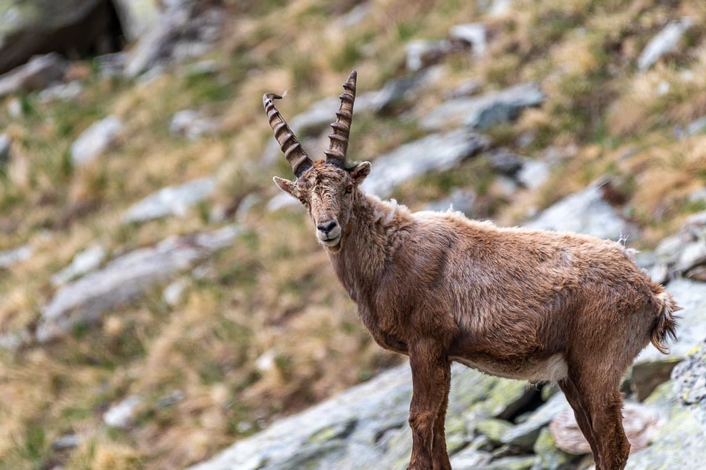 Ibex, Maritime Alps, France
