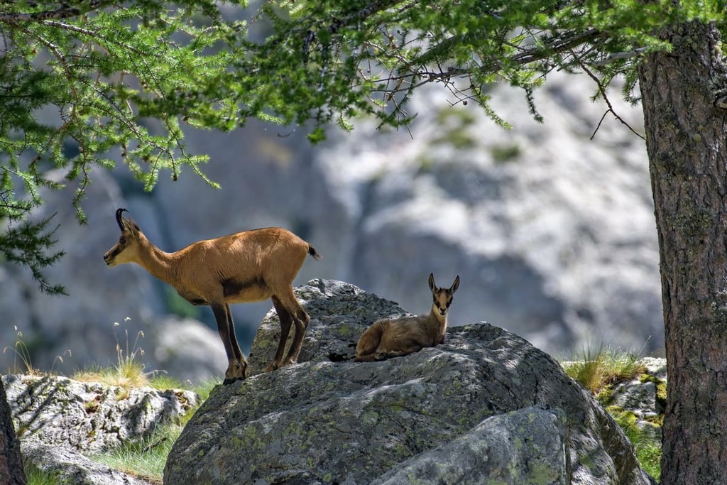 Chamois, Massif Central, France