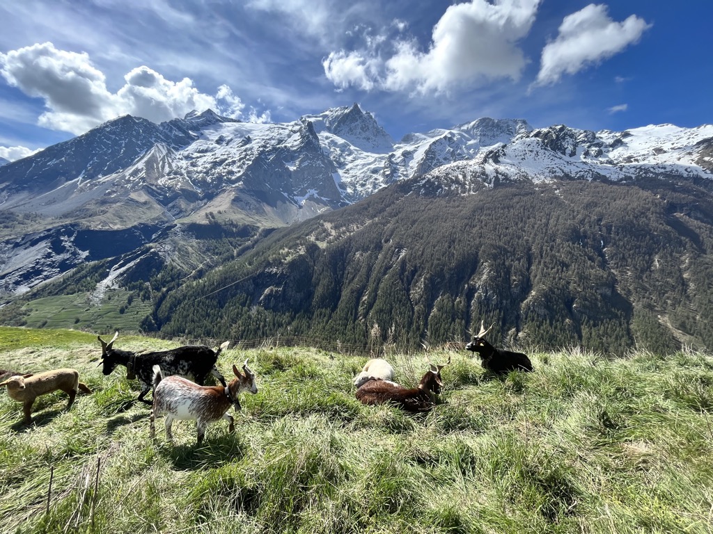 Goats graze above the Village of La Grave, France, in the Hautes-Alpes region. Photo: Sergei Poljak. Cows Blueberries Avalanches