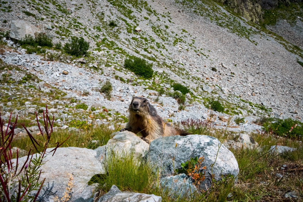 Marmots, Hautes-Alpes, France