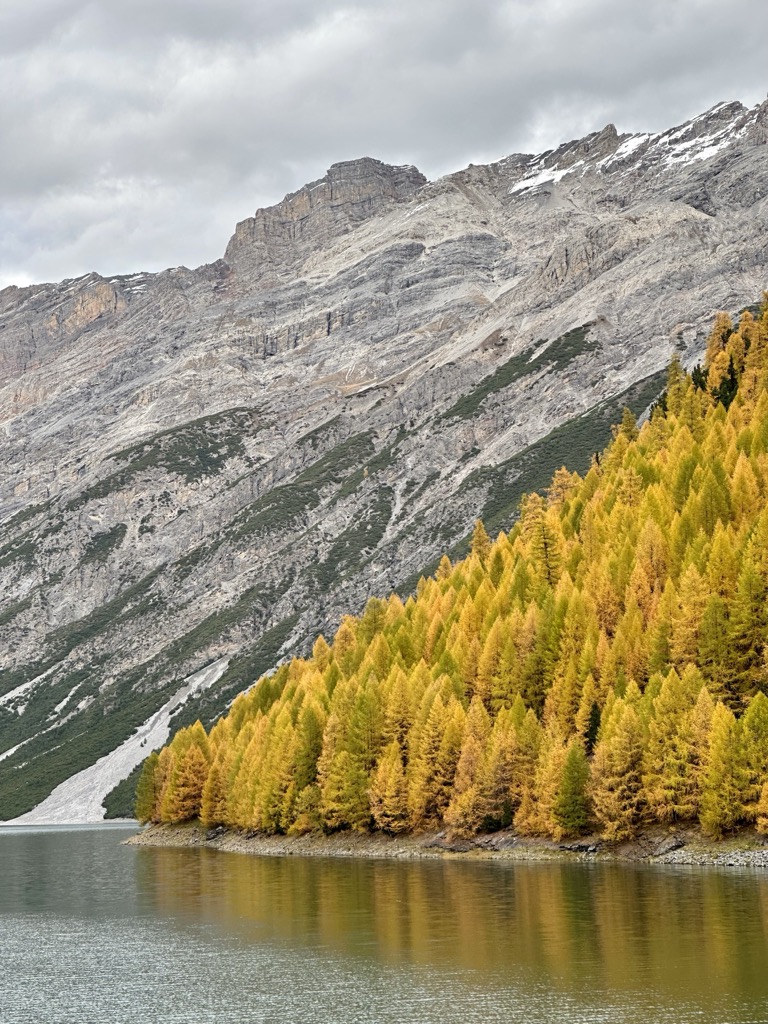 Larch trees glowing in Livigno, Italy.