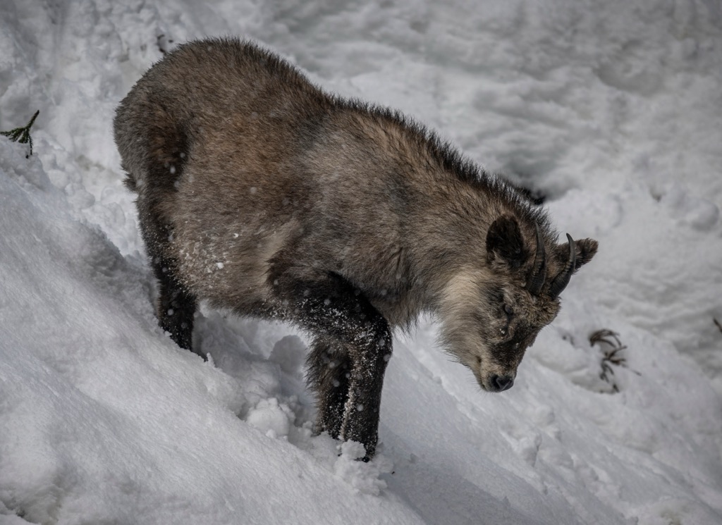 Kamoshika are the beloved ungulate residents of the Japanese Alps. Japan Skiing