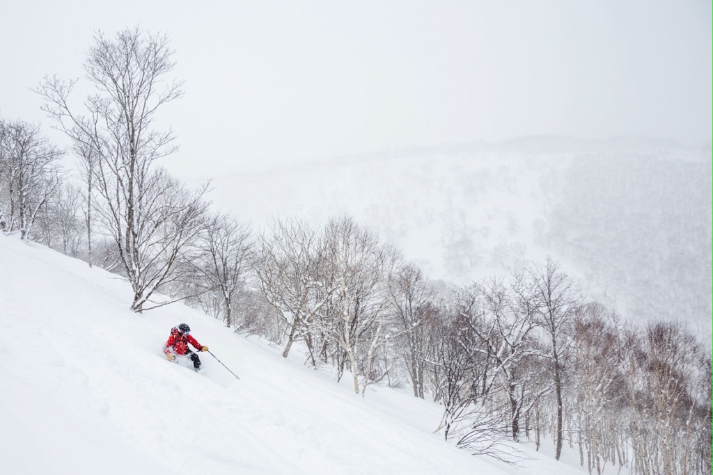 Powder skiing in the birch forests of Niseko. Japan Skiing