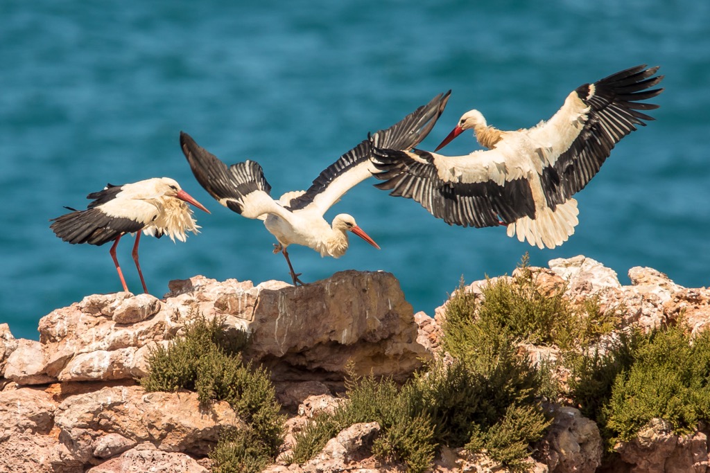 White Stork in southern Portugal, Portugal