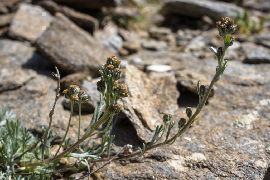 Wormwood flowers. Cows Blueberries Avalanches