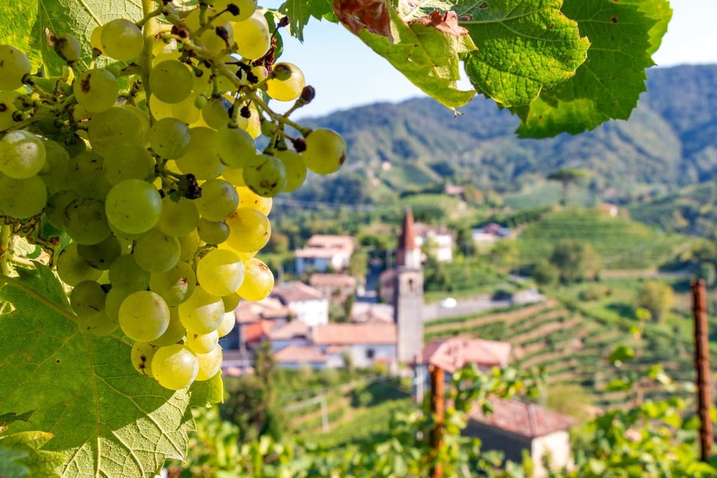Veneto, vineyard